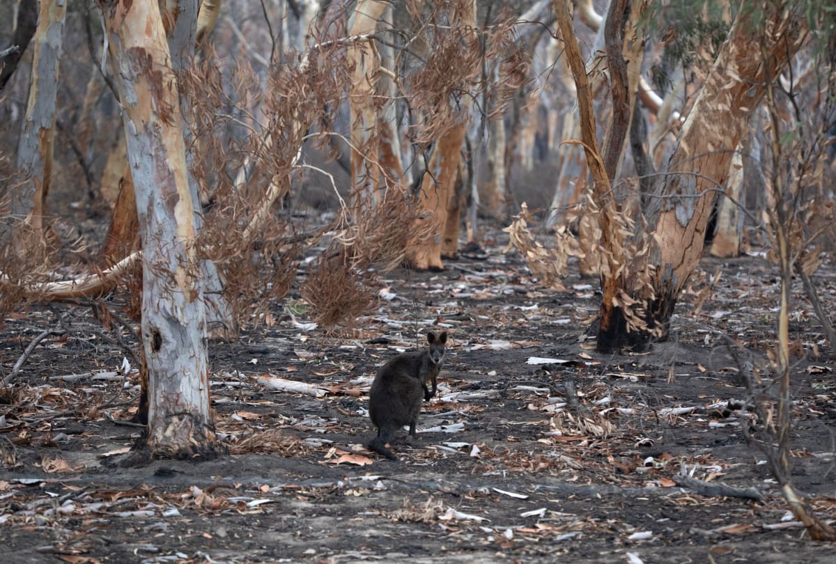 A kangaroo in burnt bushland, looking at the camera