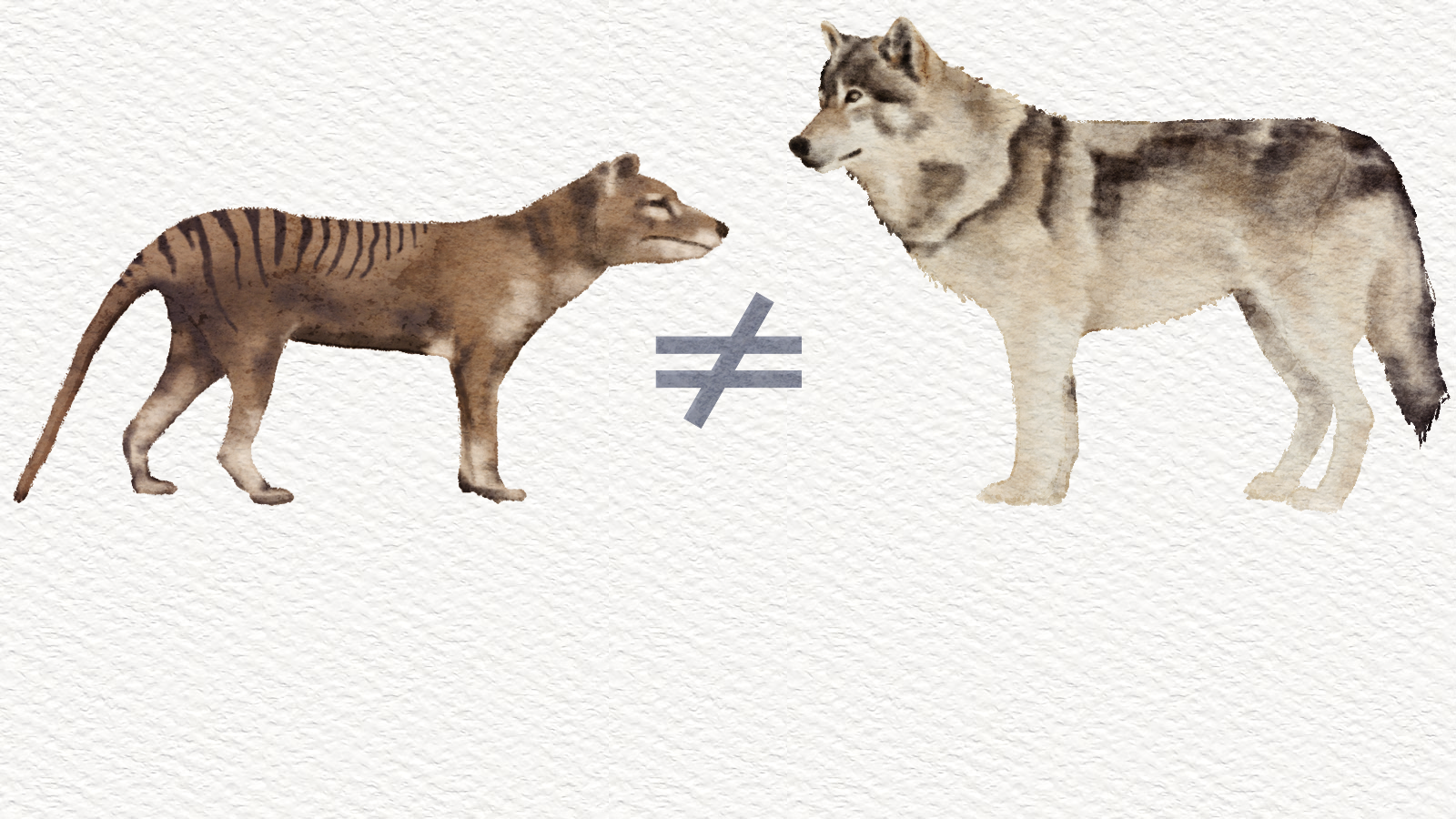 Like a jackal in wolf’s clothing: The Tasmanian tiger was no wolfish predator