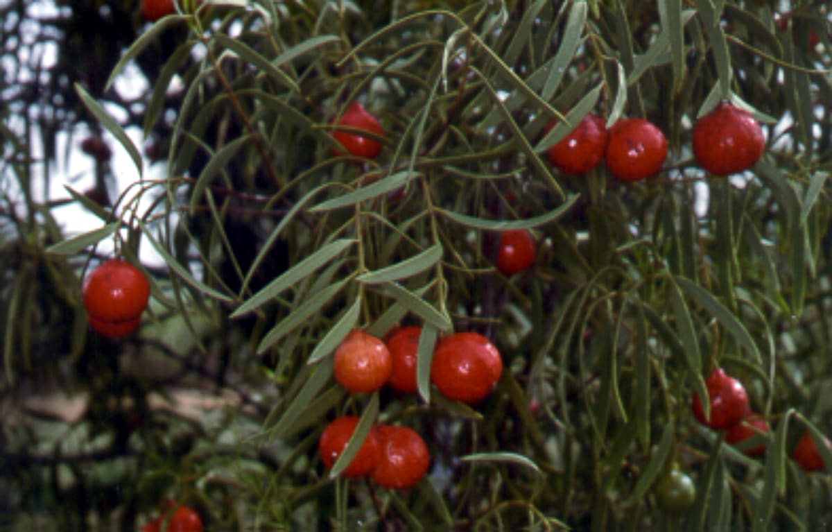 Ripe fruits of the quandong tree.