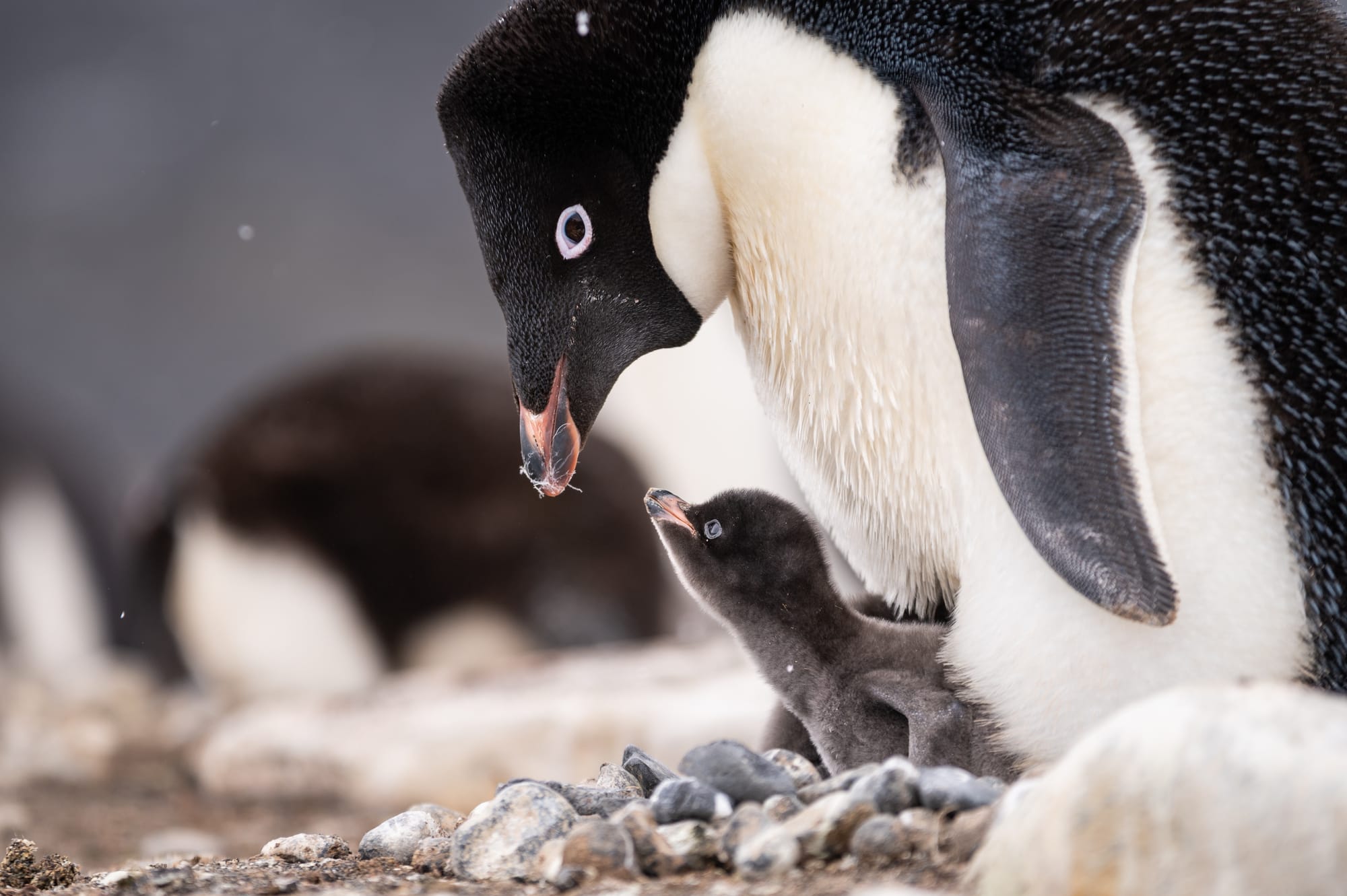 An Adelie penguin and chick. 