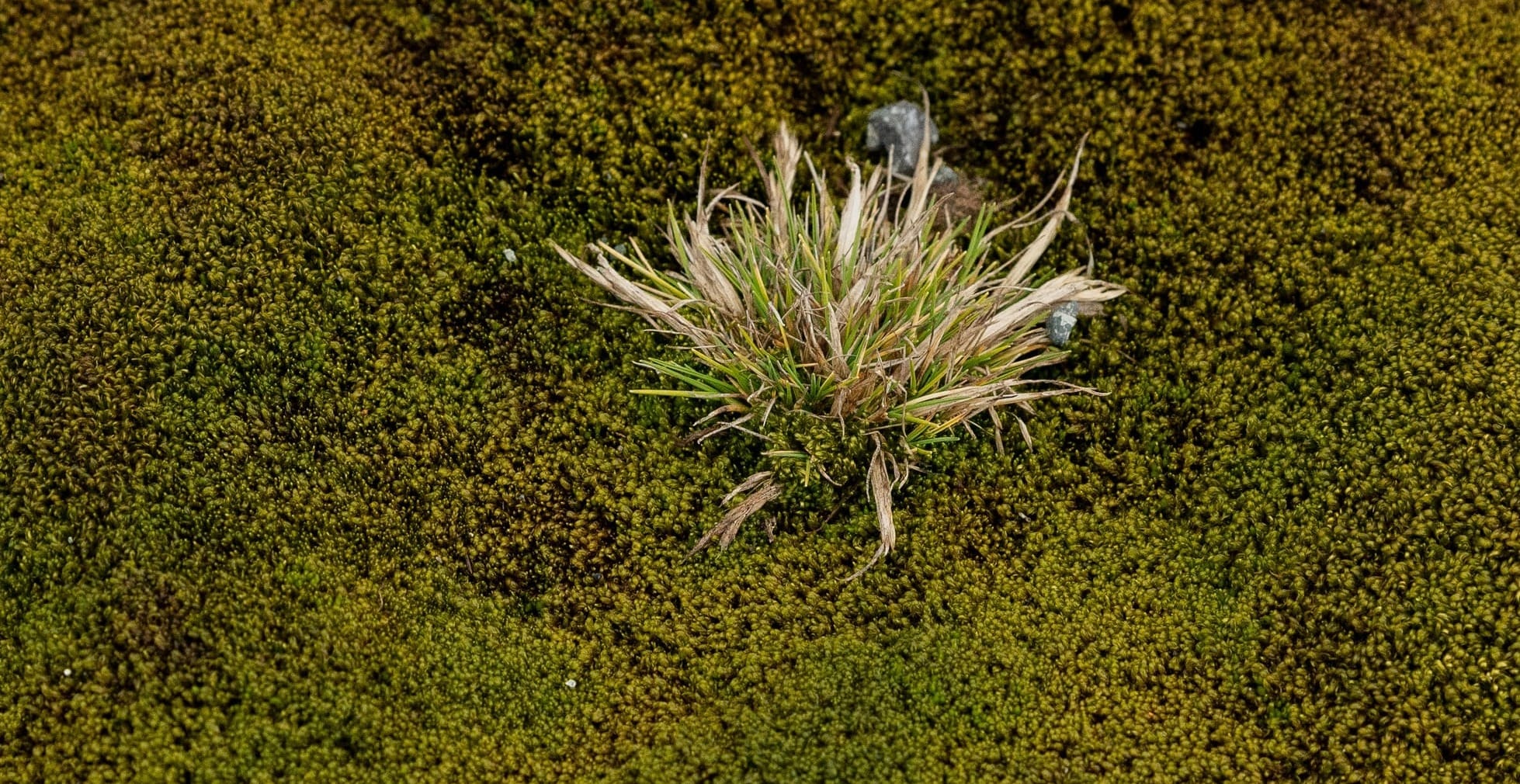 Antarctic hair grass in Antarctica