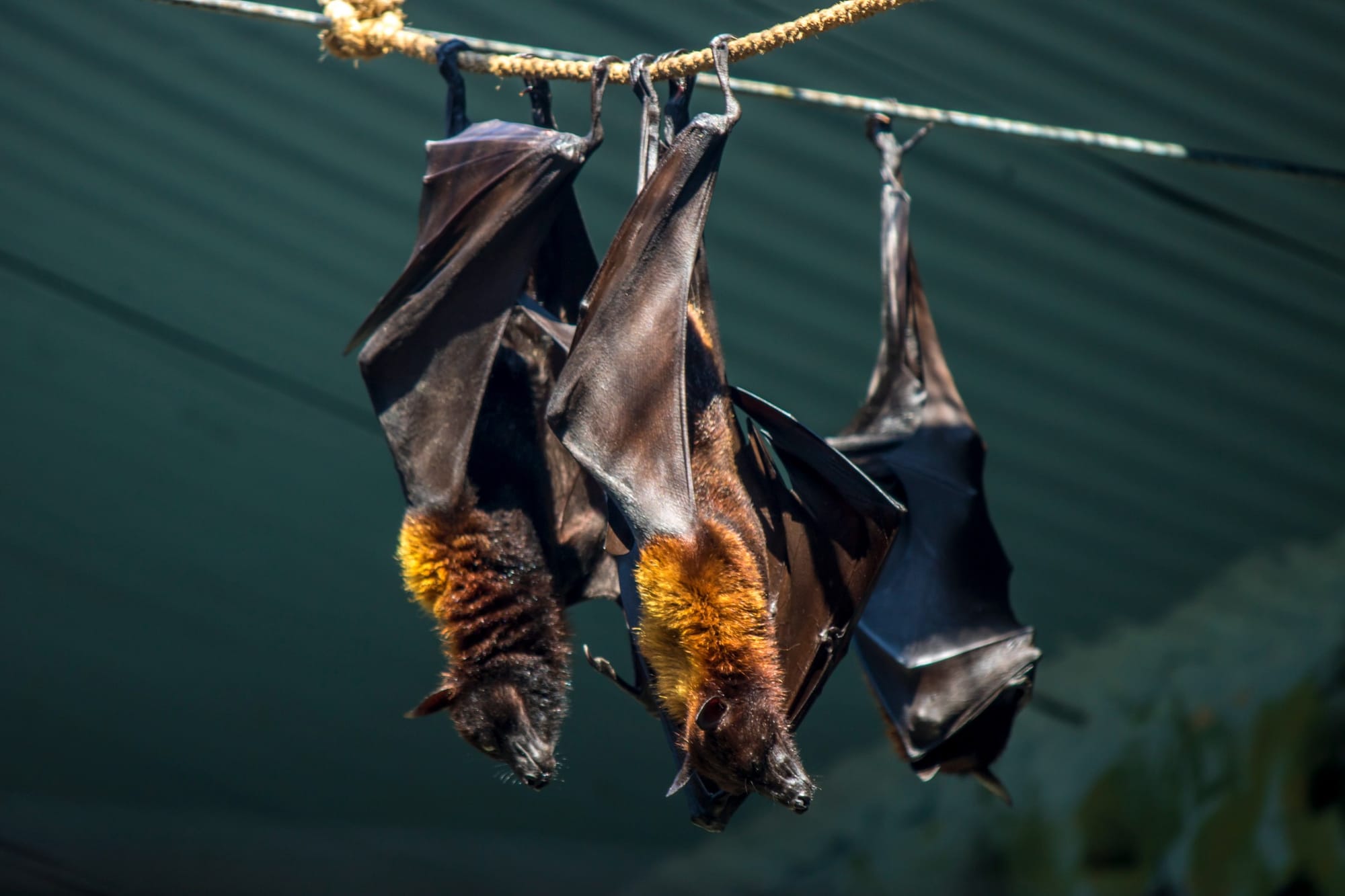 A bat hanging upside down.