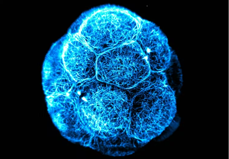 Close-up of An early-stage embryo
