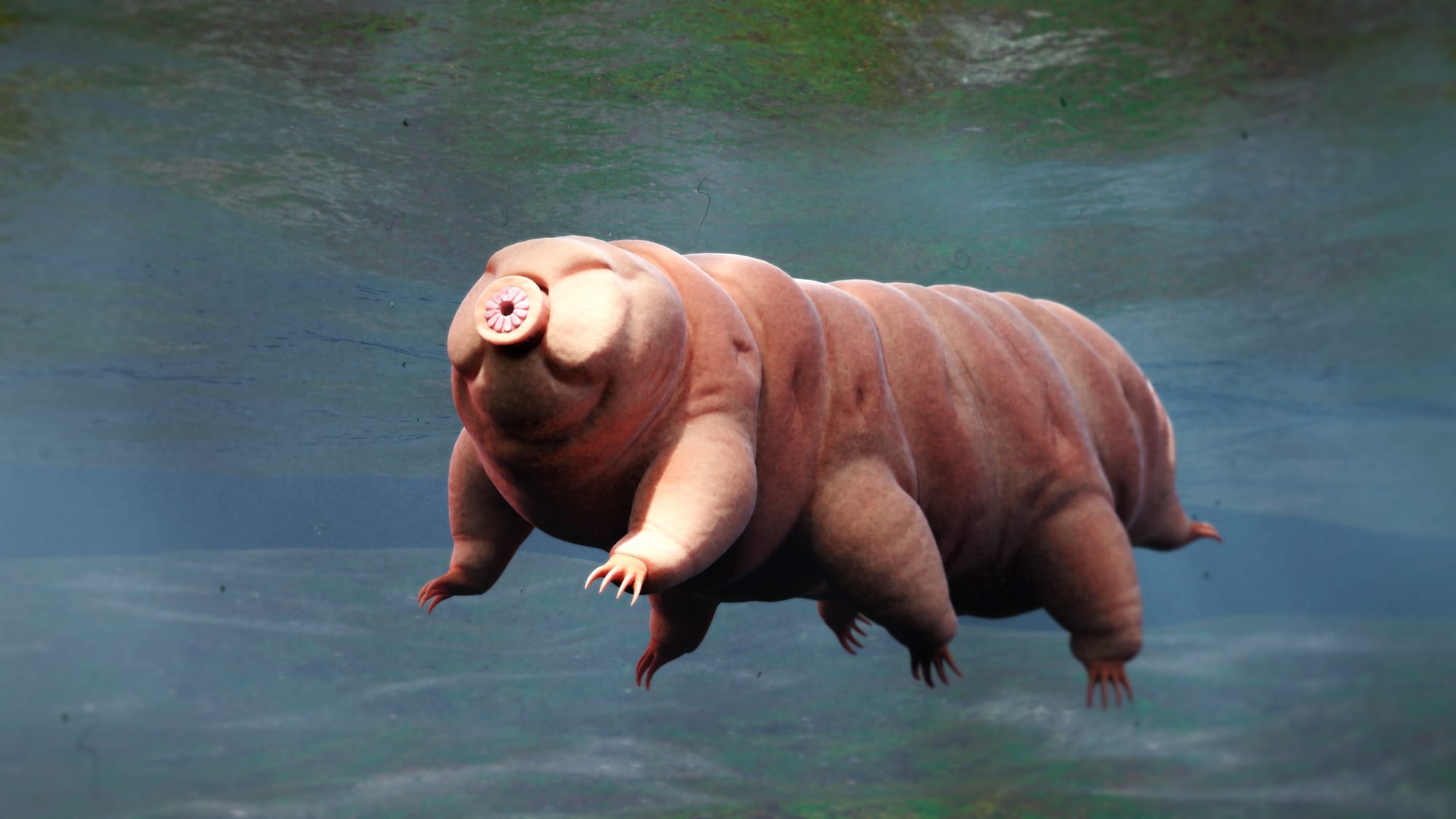 Tardigrade, swimming water bear