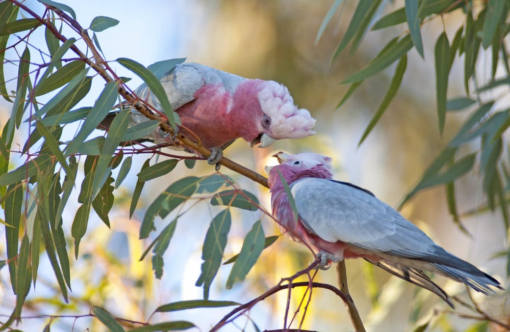 Best thing about Aussie slang? Calling a clueless seppo a galah post image