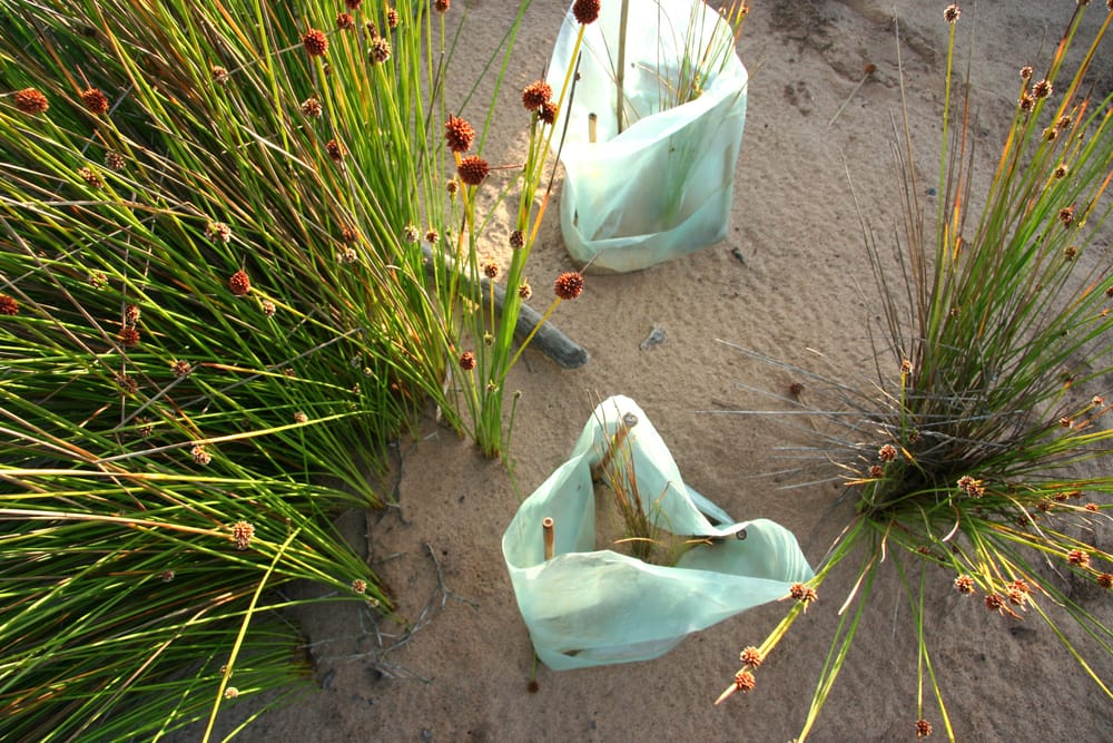 Biodiversity conservation needs both carrots and sticks to protect the environment post image