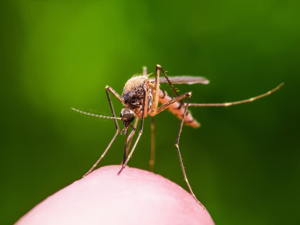 A breakthrough in reducing mosquito-spread diseases with Wolbachia post image