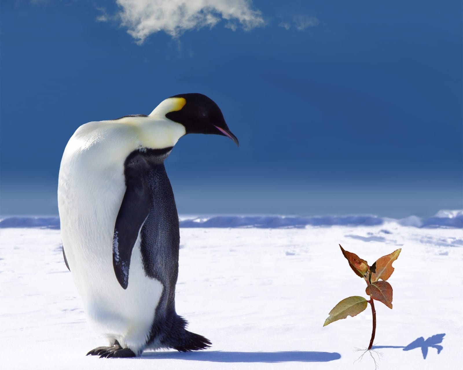 A penguin standing on ice looking back at a sapling growing from ice.