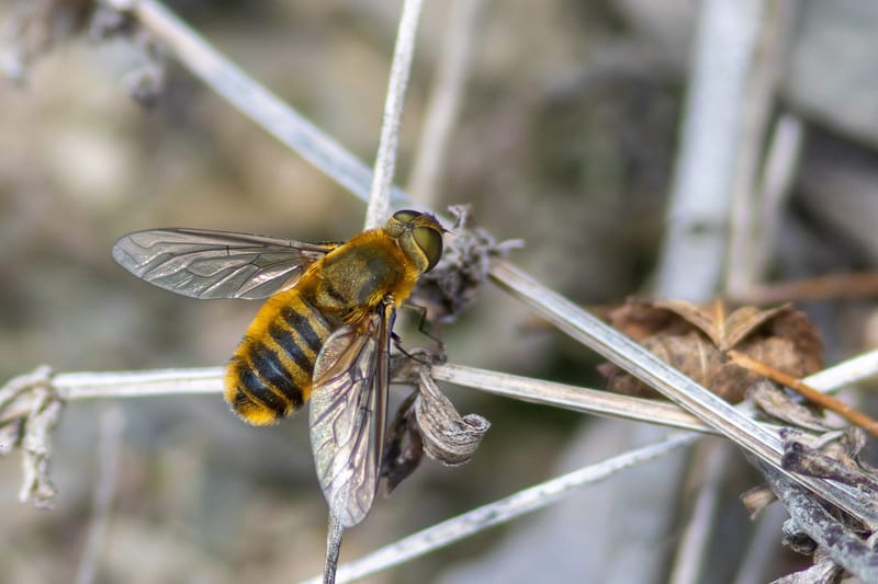 A bee sitting on the branches of a small shrub.