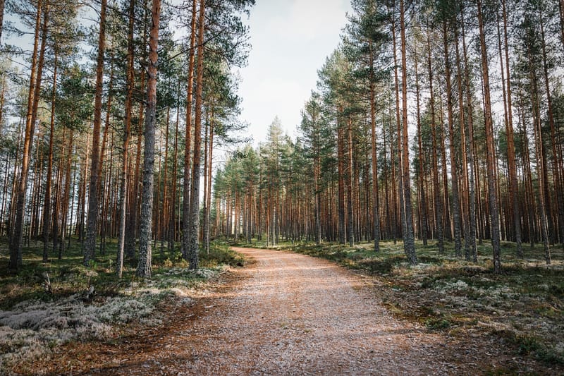 An empty dirt road in a forest