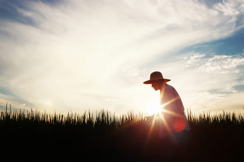 Farmer in a hat in rice field with the sun low in the background